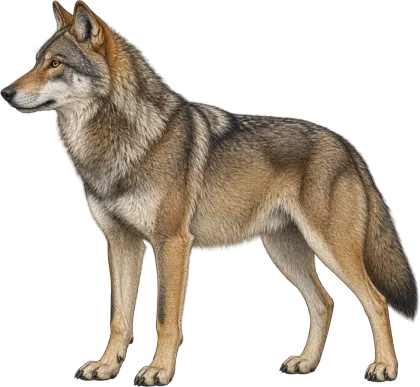 Lobo