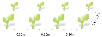 Plantacion_el_guisante